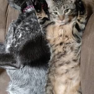 Meet your Posher, Angel